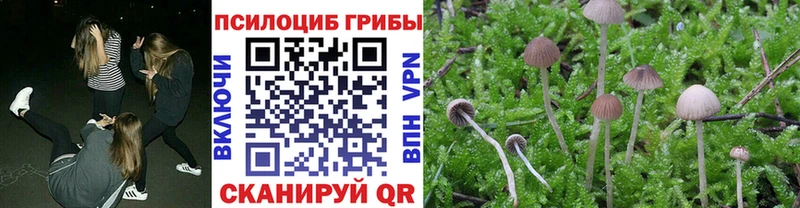 Псилоцибиновые грибы Psilocybe  Купить  Ветлуга 
